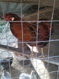 Gallo araucana