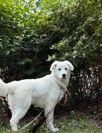 Cucciolo di 9 mesi
