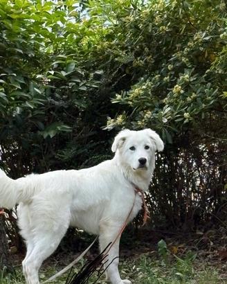 Cucciolo di 9 mesi