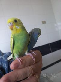 Coppie di cocorite e 2 inseparabili