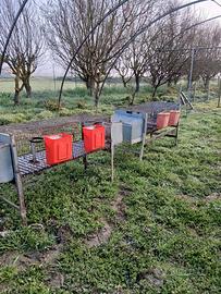 Gabbie usate per fattrici 