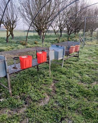 Gabbie usate per fattrici 