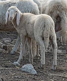Agnello bergamasco