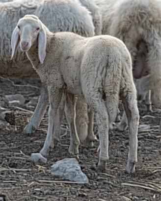 Agnello bergamasco