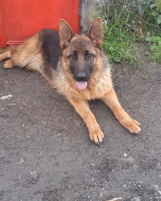 Cani pastore tedesco