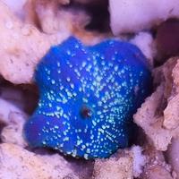 Discosomi, actinodiscus, diverse varietà