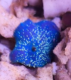 Discosomi, actinodiscus, diverse varietà