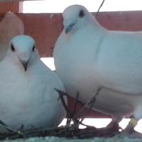 Colombi per cerimonie