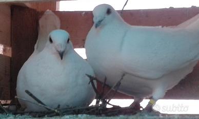 Colombi per cerimonie