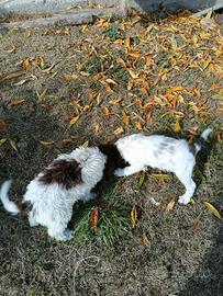 Cuccioli di lagotto romagnolo 