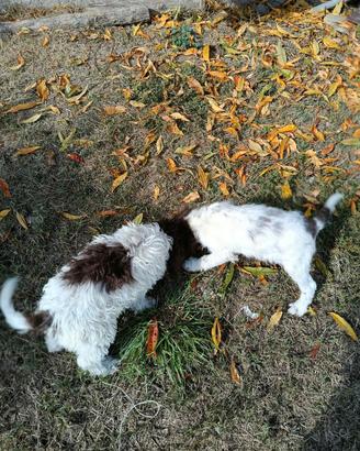 Cuccioli di lagotto romagnolo 