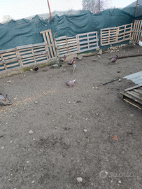 Fagiani ,conigli e galline x carne e ova