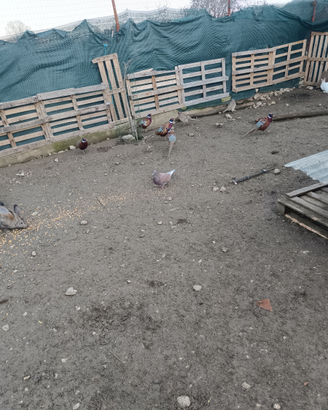 Fagiani ,conigli e galline x carne e ova