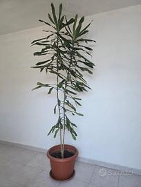 pianta da interno