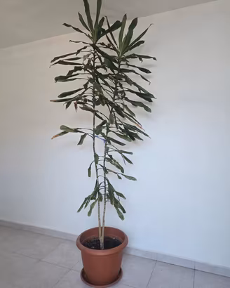 pianta da interno