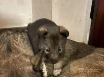 Husky agouti