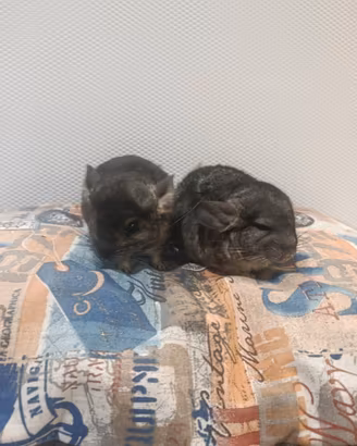 Cuccioli di cincillà