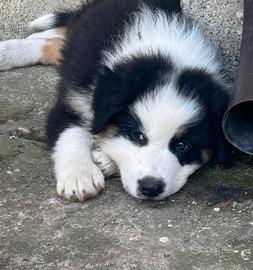 Cucciola pastore australiano con pedigree