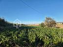 terreno-agricolo