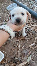 cuccioli dogo sardo 