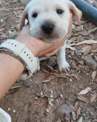 cuccioli dogo sardo 