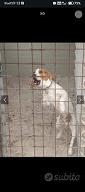 Cane da caccia Beagle