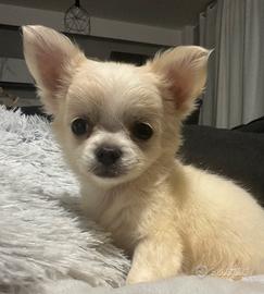 Chihuahua