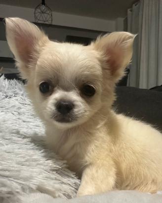 Chihuahua