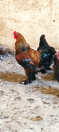 Galline BRAHMA