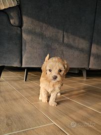 Maltipoo femminuccia con cuoricino