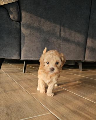 Maltipoo femminuccia con cuoricino