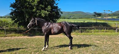 Cavallo