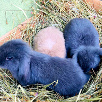 Cuccioli Conigli Coniglietti Nani Ariete