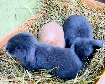 Cuccioli Conigli Coniglietti Nani Ariete