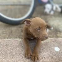 Cuccioli di Pitbull di 2 mesi
