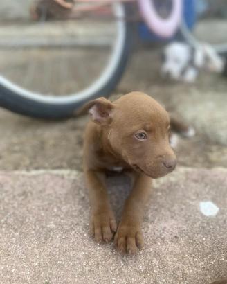 Cuccioli di Pitbull di 2 mesi