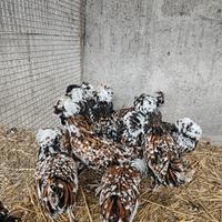 Galline padovane tricolore 6 mesi