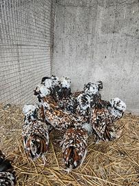 Galline padovane tricolore 6 mesi