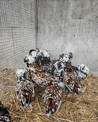 Galline padovane tricolore 6 mesi