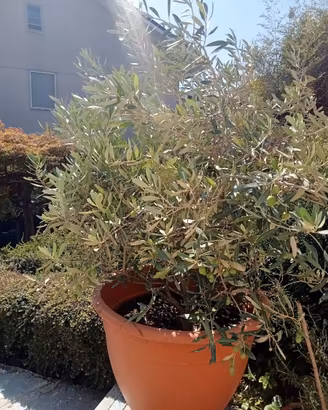 PIANTA DI ULIVO