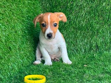 Jack russell