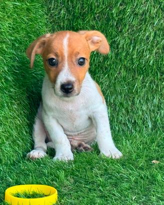 Jack russell