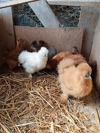 Galline