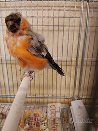 Ciuffolotto pirula pirula