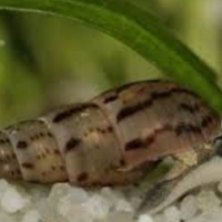 Lumache Melanoides Tubercolata