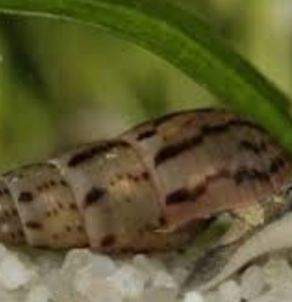 Lumache Melanoides Tubercolata