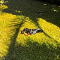 Cuccioli di bassotto