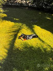 Cuccioli di bassotto