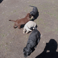 Labrador retriever cuccioli