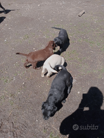 Labrador retriever cuccioli
